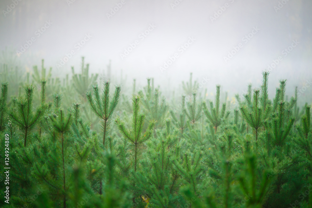 młode drzewka sosnowe we mgle