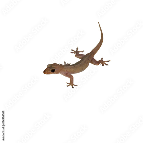 Gecko lizard © muangsatun