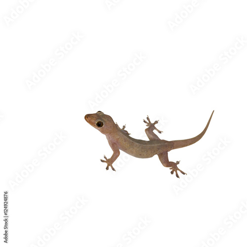 Gecko lizard © muangsatun