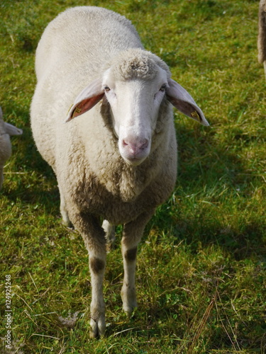 sheep meadow