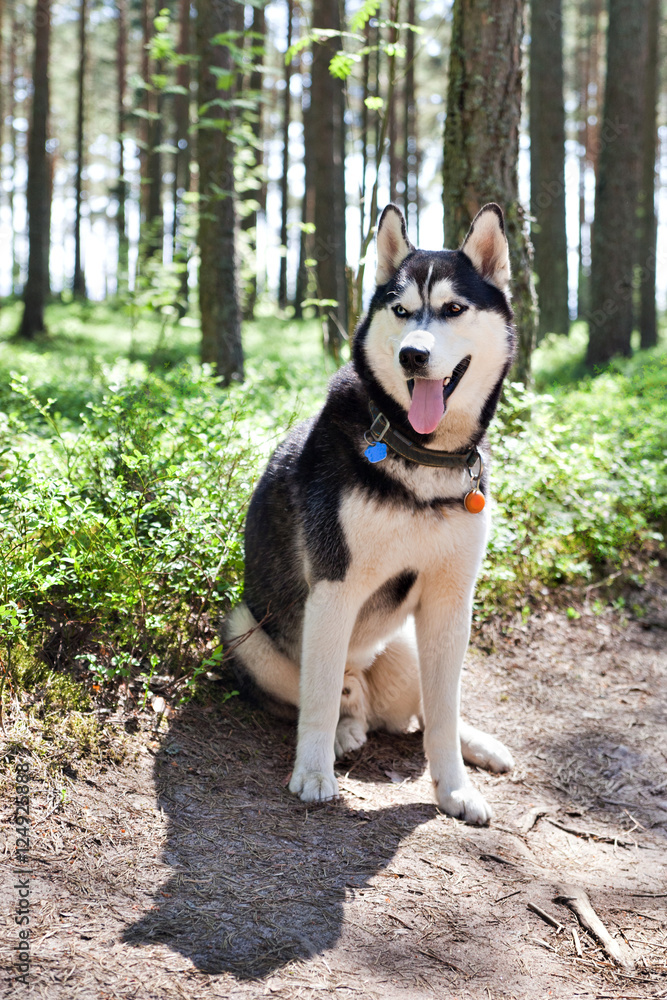 Dog Siberian Husky sitting on the edge of the forest road Dog Siberian Husky sitting on the edge of the forest road