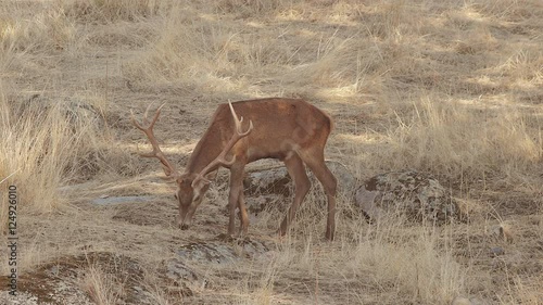  I deer in the paddock Andalusian eating dry grass after summer  