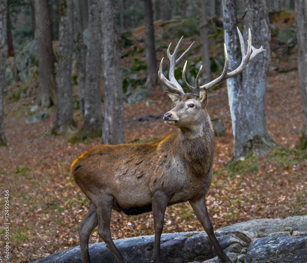 Wapiti posing for the camera in autumn. Wapiti posing for the camera in autumn.