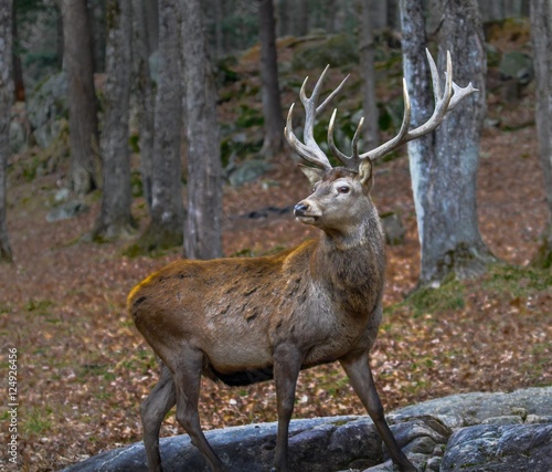 Wapiti posing for the camera in autumn.