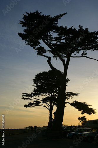 tree silhouettes © danheller