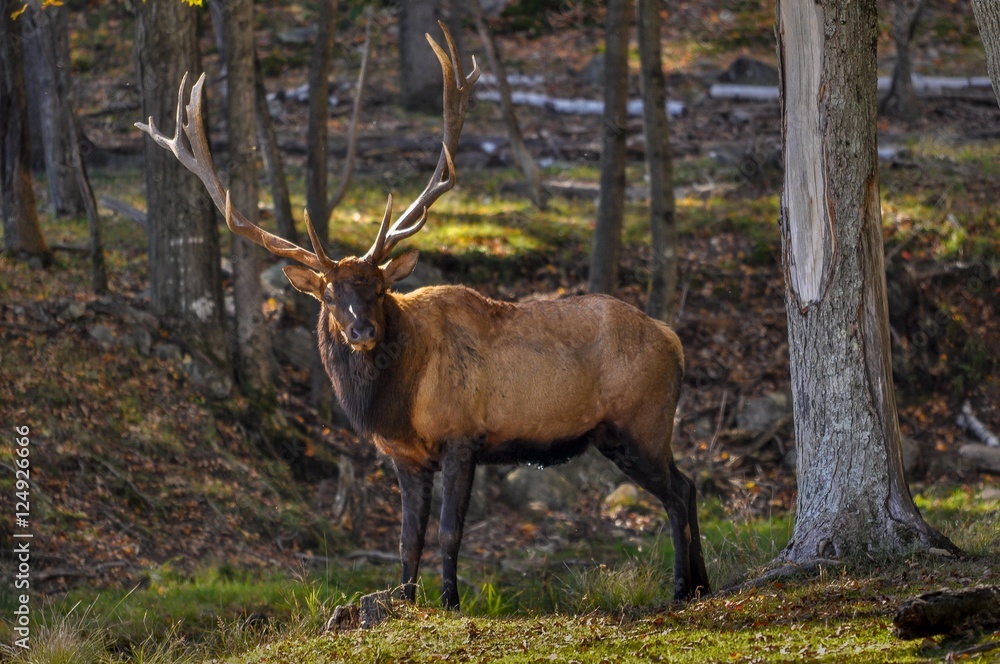 Fototapeta premium Wapiti searching for a female on a nice autumn day in Quebec, Canada.