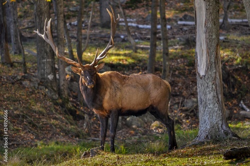 Wapiti searching for a female on a nice autumn day in Quebec, Canada.
