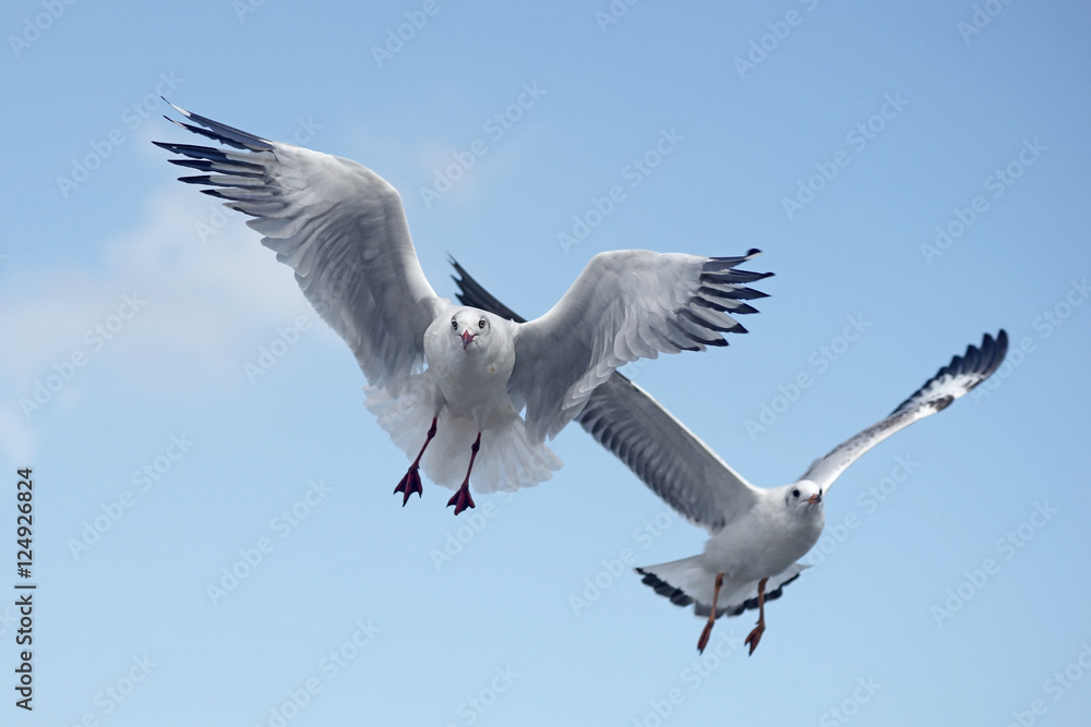 Obraz premium flying seagull bird
