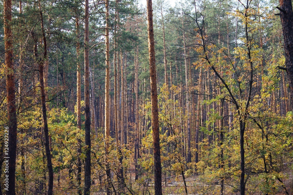 Fototapeta premium сосновый бор