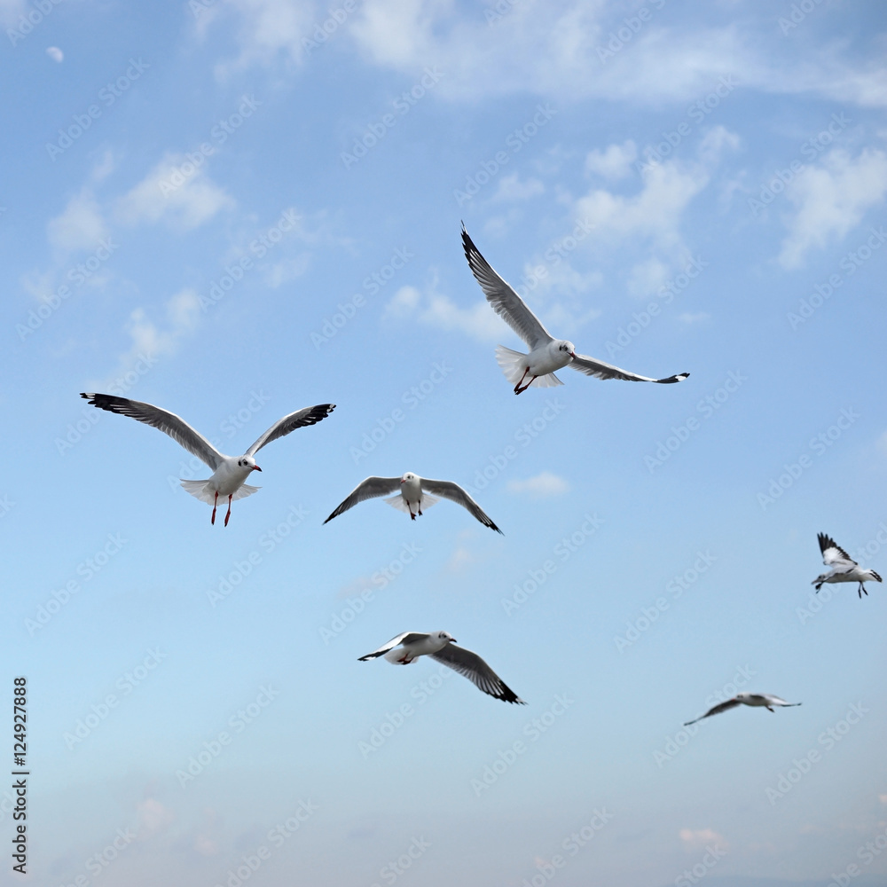 group of flying seagull bird