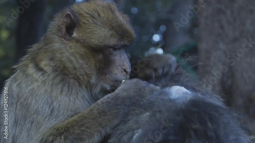 Wild Barbary macaque monkey eats bugs from other monkey, Morocco.