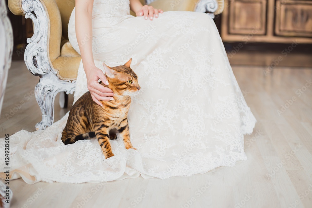 Fototapeta premium The bengal cat sits near bride