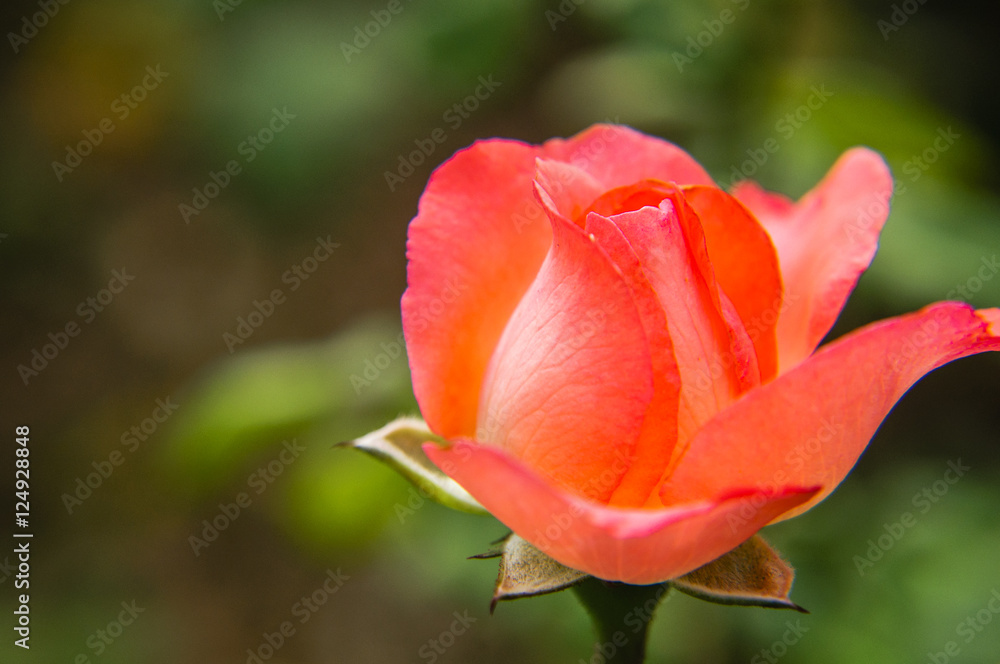 The blossoming Chinese rose flower closeup 