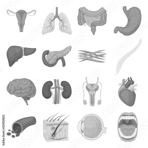 Organs set icons in monochrome style. Big collection of organs vector symbol stock illustration