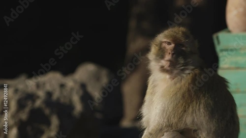 Wild Barbary macaque monkey eats, close up, Morocco.