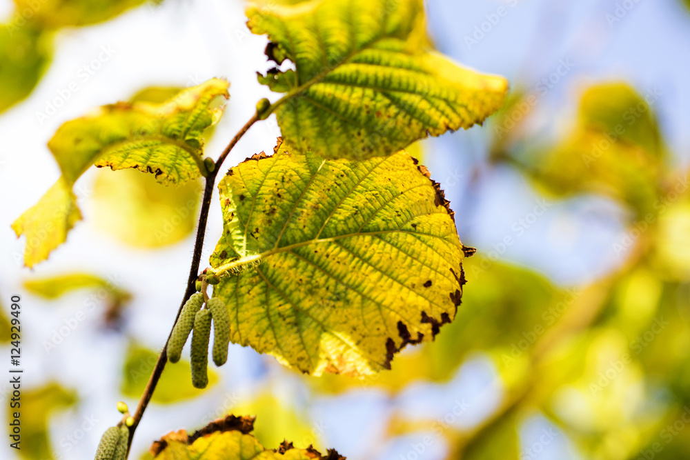 Obraz premium Herbstlaub