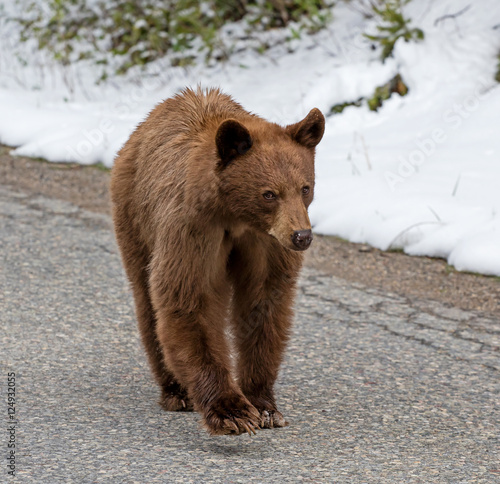 Cinnamon American Black Bear