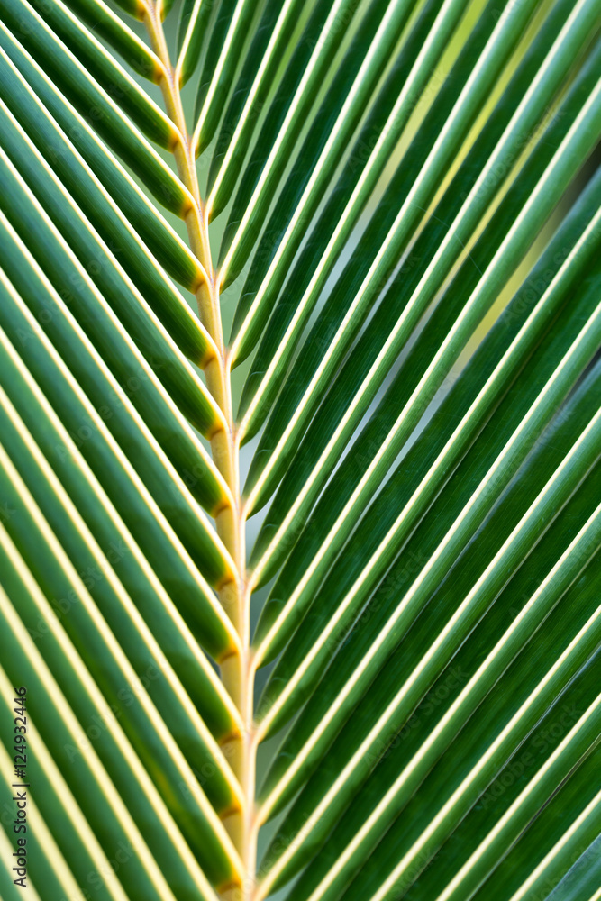 Palm leaf background Palm leaf background