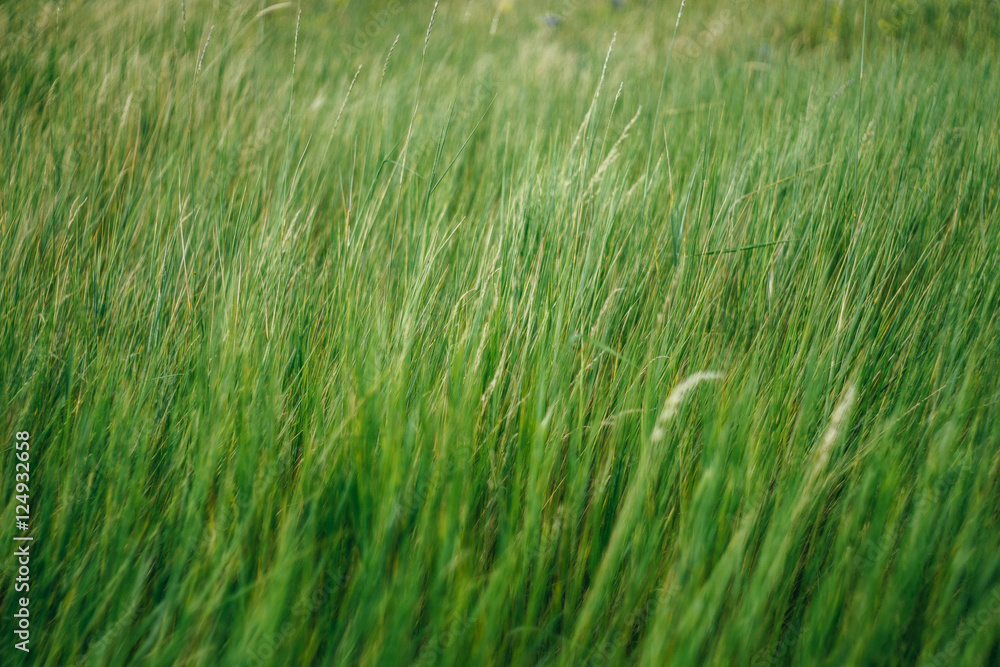 Green grass with blur at the edges. Background, texture, pattern Green grass with blur at the edges. Background, texture, pattern