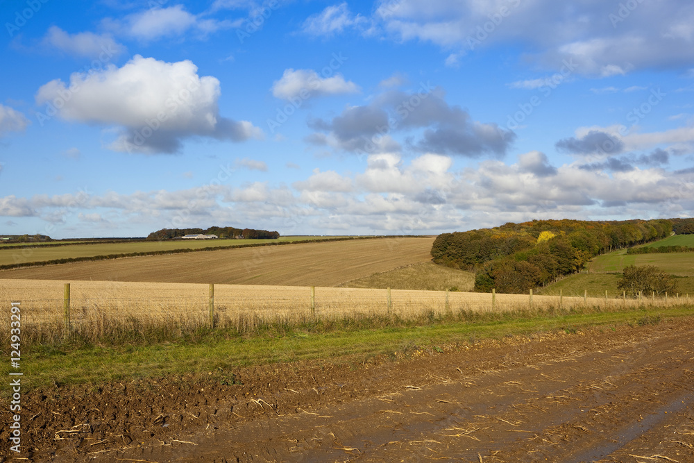 Fototapeta premium autumnal woodland