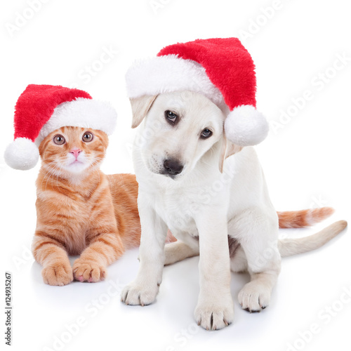 Cute Christmas pet puppy dog and kitten cat dressed up in Santa hats on white background © Stephanie Zieber