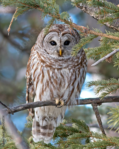 Barred Owl