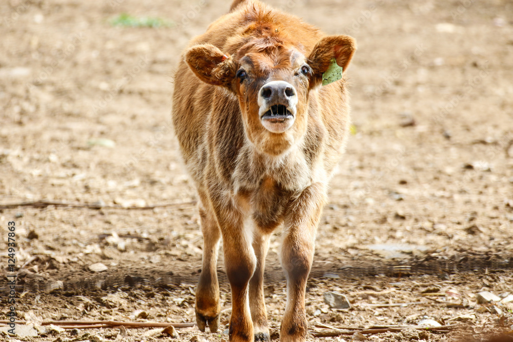 Animals: Young heifer cows