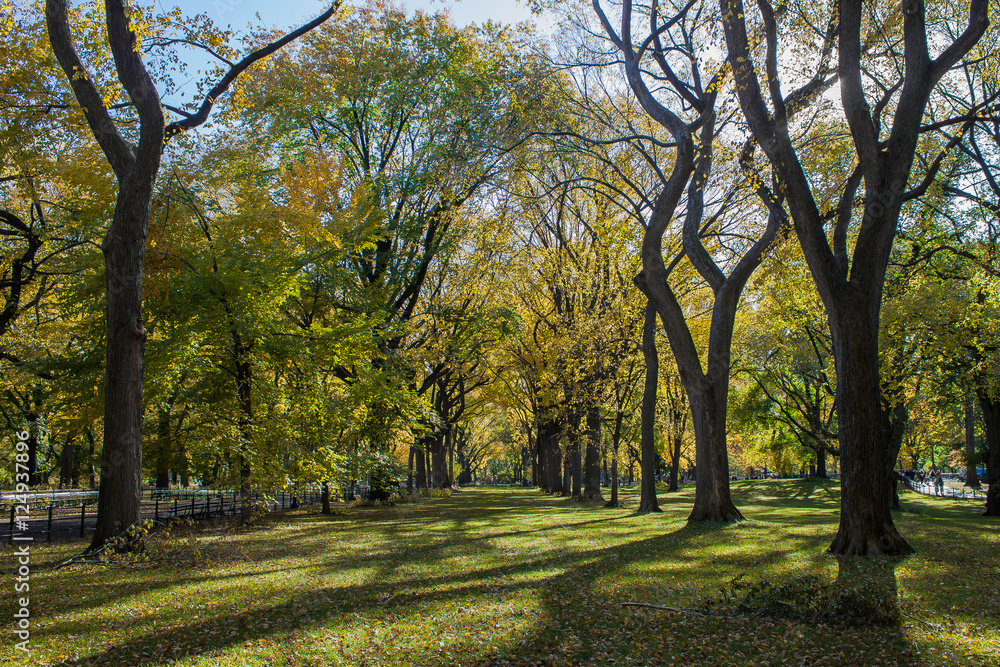 Trees in central park, Manhattan, USA