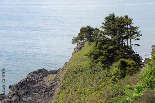 Windblown trees on sandy hillside photo