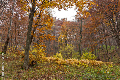 Amazing landscape with Yellow leafs of beech, Vitosha Mountain, Sofia City Region, Bulgaria