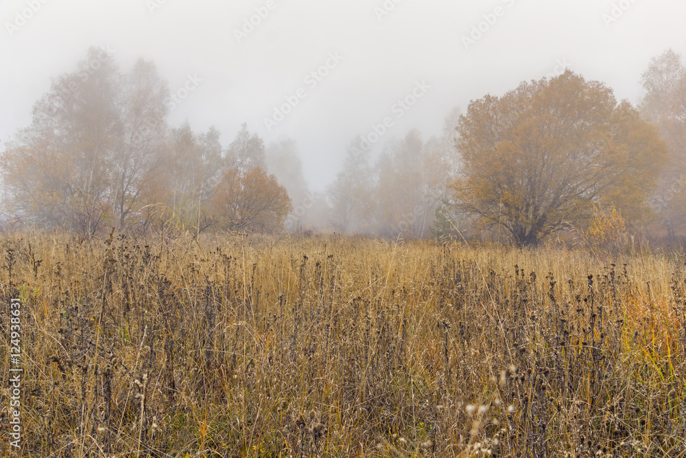 Fog over autumn forest, Vitosha Mountain, Sofia City Region, Bulgaria