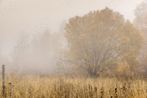 Yellow tree and fog, Vitosha Mountain, Sofia City Region, Bulgaria
