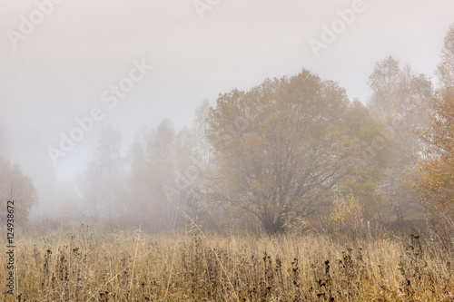 Autumn view with Yellow tree and fog, Vitosha Mountain, Sofia City Region, Bulgaria