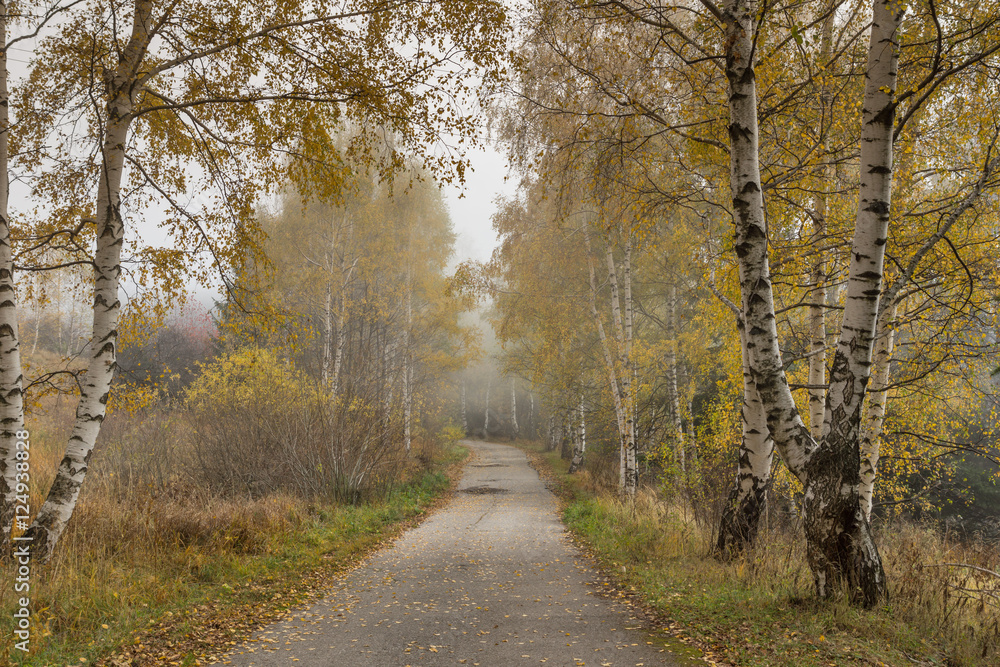 Autumn Landscape with birches along the way, Vitosha Mountain, Sofia City Region, Bulgaria Autumn Landscape with birches along the way, Vitosha Mountain, Sofia City Region, Bulgaria