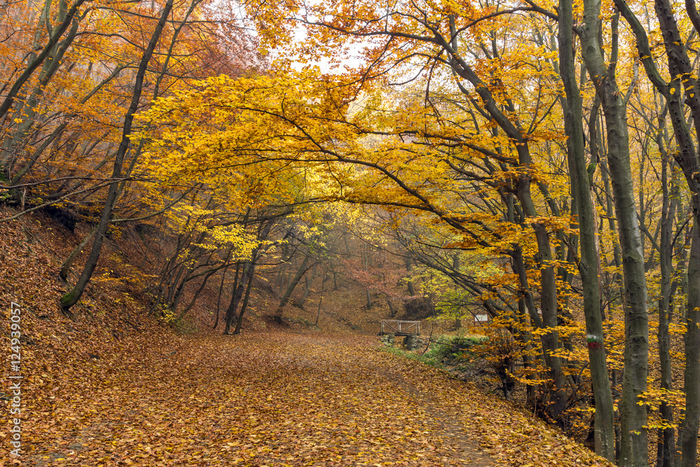 Fototapeta premium Amazing Autumn Landscape of mountain foodpath, Vitosha Mountain, Sofia City Region, Bulgaria