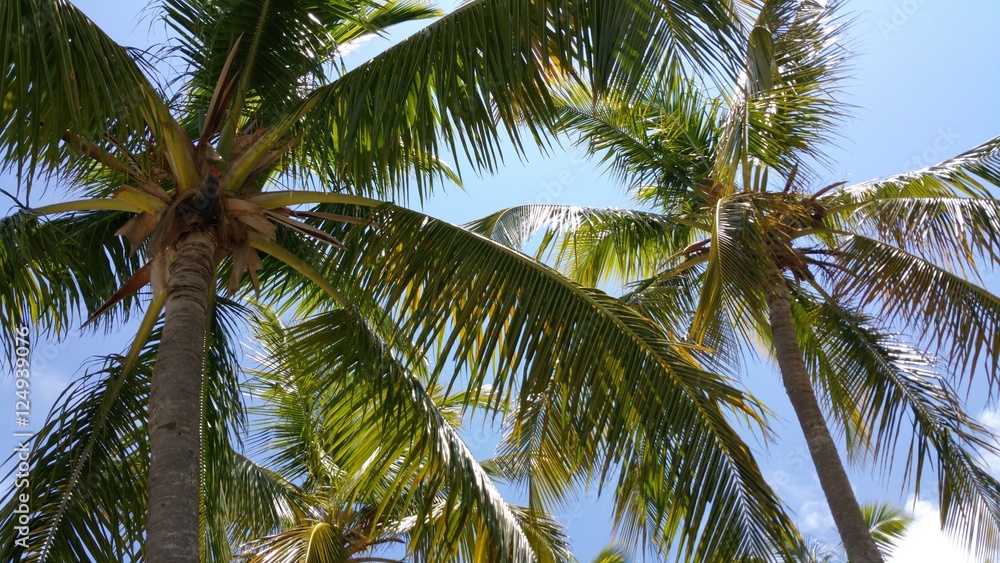 Sunshine Through the Palms Sunshine Through the Palms