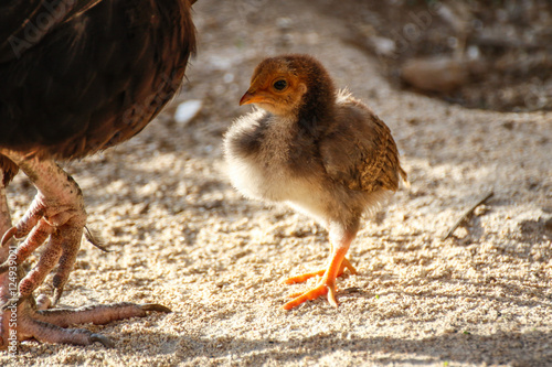 Animals: Baby chick
