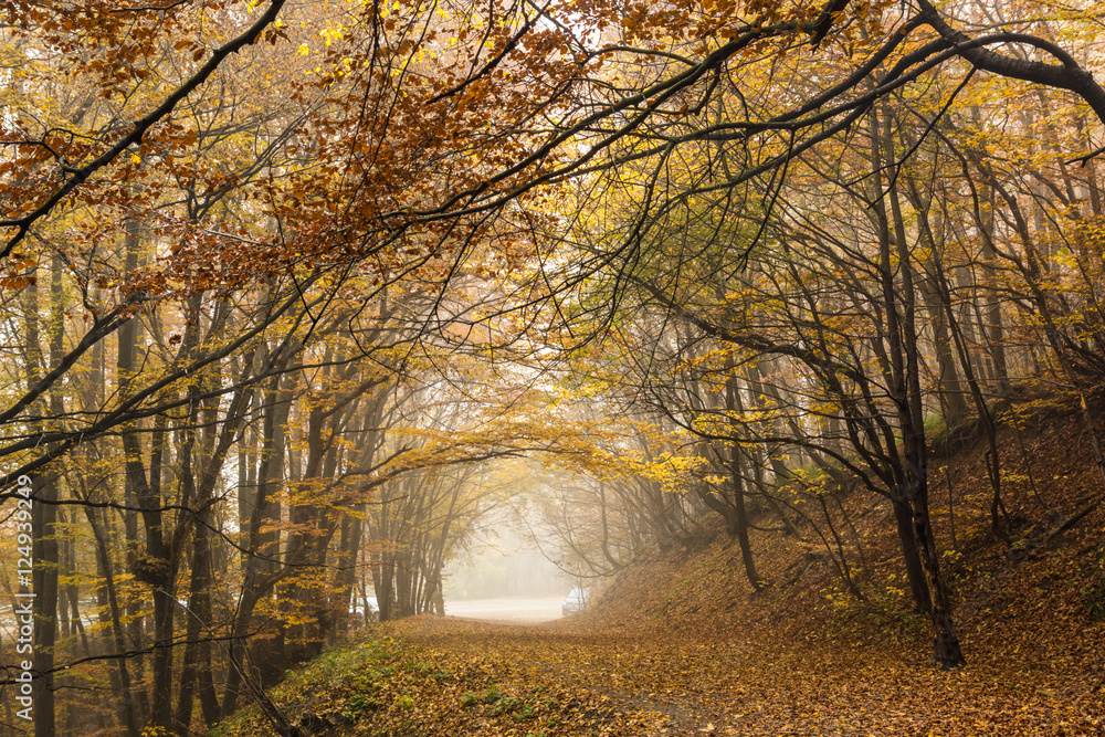 Autumn landscape with Fog in the yellow forest, Vitosha Mountain, Sofia City Region, Bulgaria