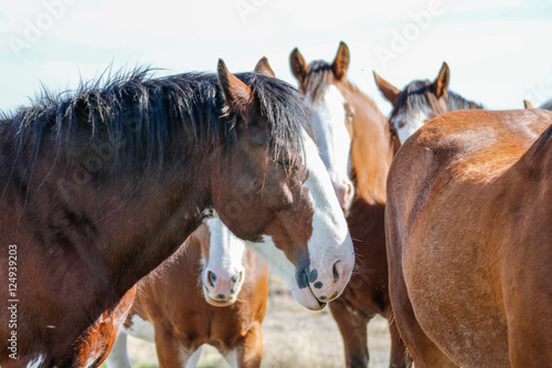 Quadro su tela Animals: Clydesdale horses