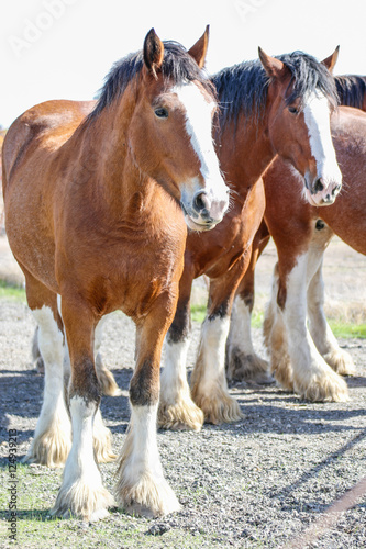 Photography Animals: Clydesdale horses