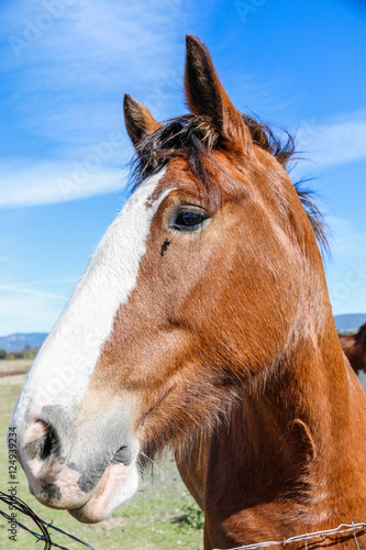 Animals: Clydesdale horses