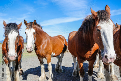 Photography Animals: Clydesdale horses