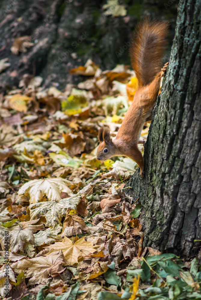 Wild red squirrel on a tree in the Park in autumn Wild red squirrel on a tree in the Park in autumn