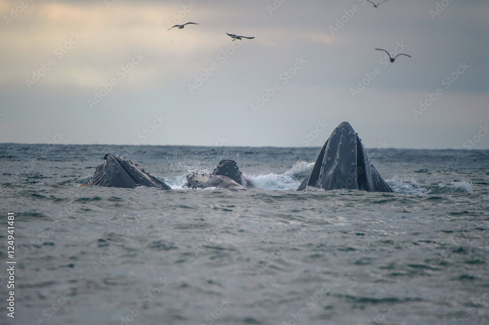Fototapeta premium Humpback Whales in feeding frenzy Pacific Coast California