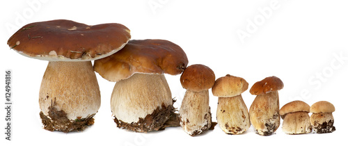 Family of white porcini. Wild Foraged Mushroom selection isolated on background, with shadow. Boletus Edulis mushrooms over
