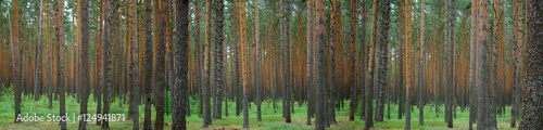 Summer wild Pine forest, horizontal view.