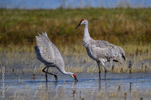 Sandhill Cranes in California on their migration South from Washington © Fritz