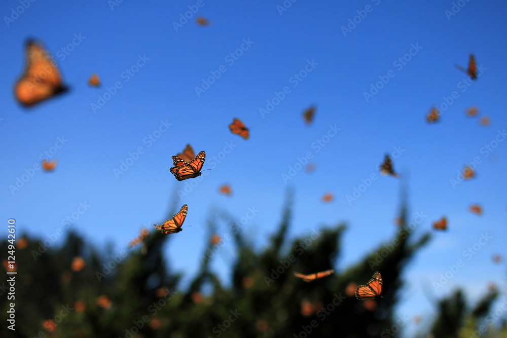 Fototapeta premium Monarch Butterflies w Michoacan, Meksyk, miliony migrują każdego roku i budzą się ze słońcem.