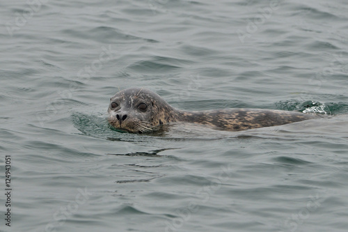 Harbor seals on the Pacific Coast of California