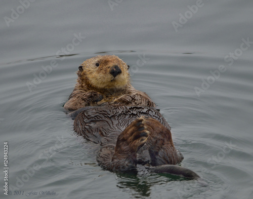 These spectacular pictures of seaotters were taken on an overcast day around noon.   © Fritz
